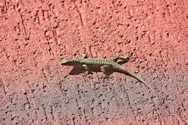 Lacerta muralix ?(Podarcis muralis)